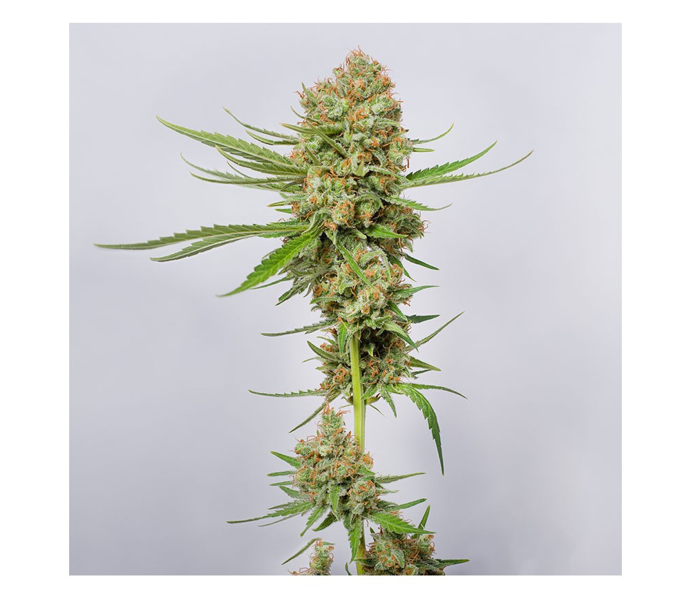 Green Crack de SeedStockers