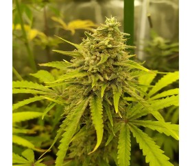 Green Crack de SeedStockers