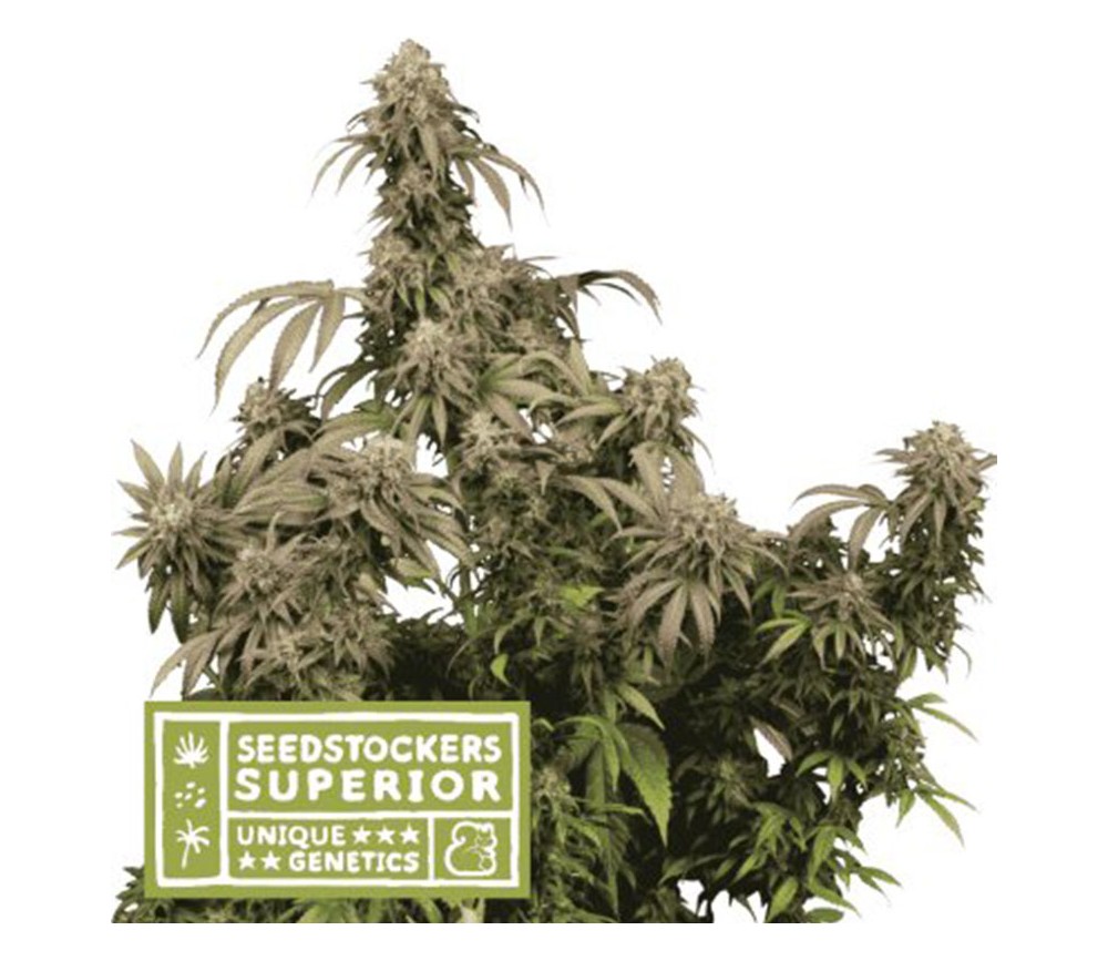 Mandarin Panties de SeedStockers