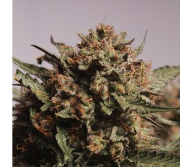 Apollo Black Cherry Auto de SeedStockers