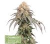 Mandarin Panties Auto de SeedStockers