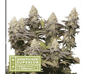 Panty Punch de SeedStockers