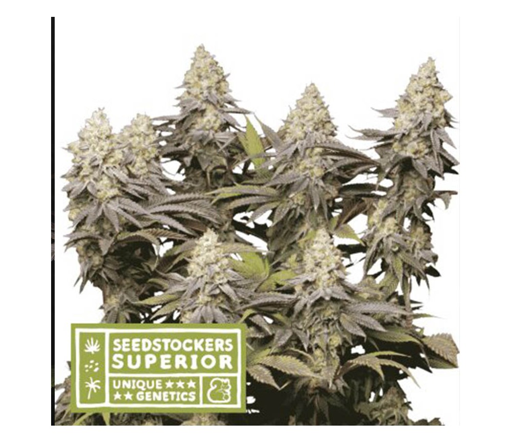 Panty Punch de SeedStockers