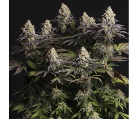 Panty Punch de SeedStockers