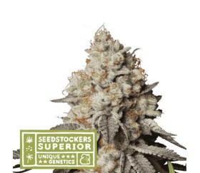 Panty Punch Auto de SeedStockers