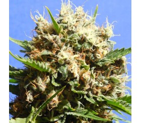 Runtz Auto de Original Sensible Seeds