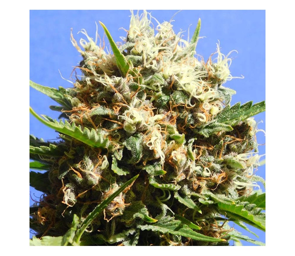 Runtz Auto von Original Sensible Seeds