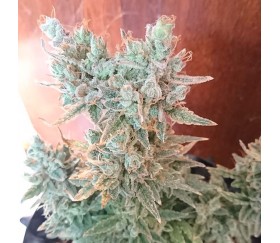 Runtz Auto from Original Sensible Seeds