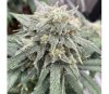 Black Dog Auto de Original Sensible Seeds