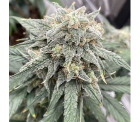 Black Dog Auto von Original Sensible Seeds