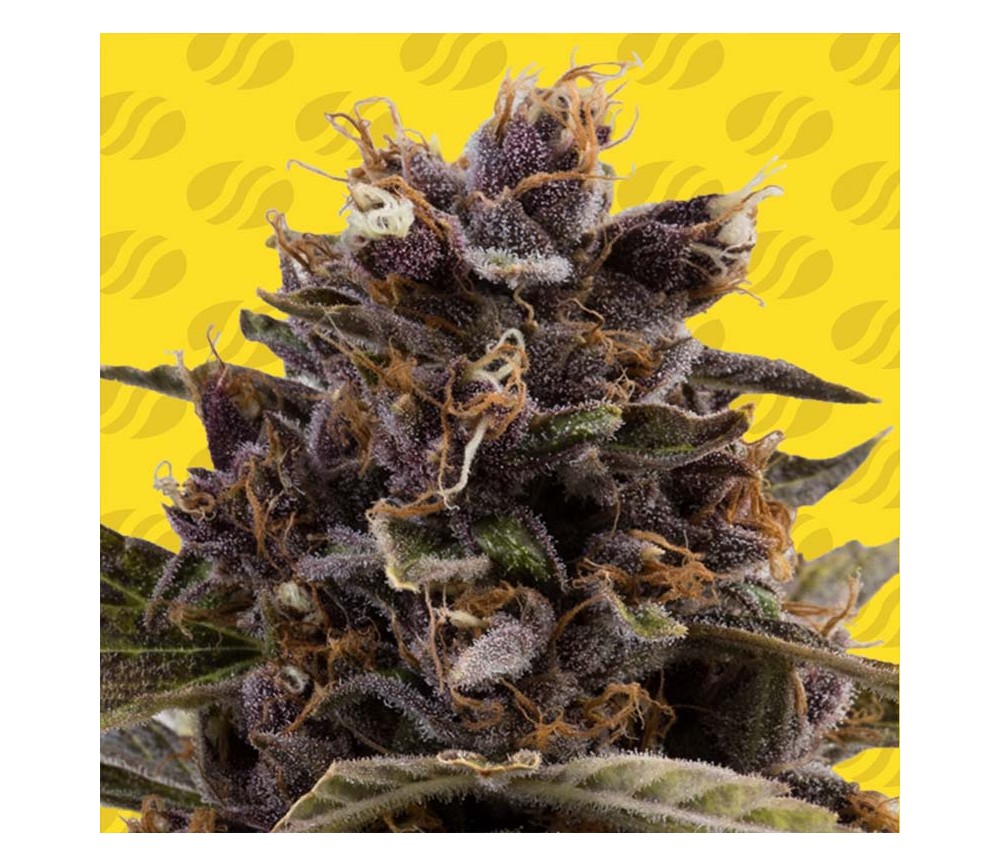 Black Dog Auto von Original Sensible Seeds