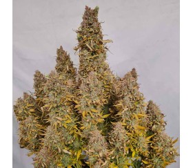 Cherry Alien Auto von Original Sensible Seeds