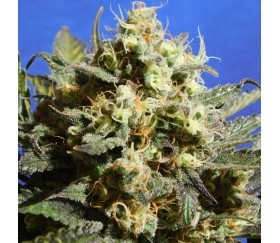 Cherry Alien Auto von Original Sensible Seeds