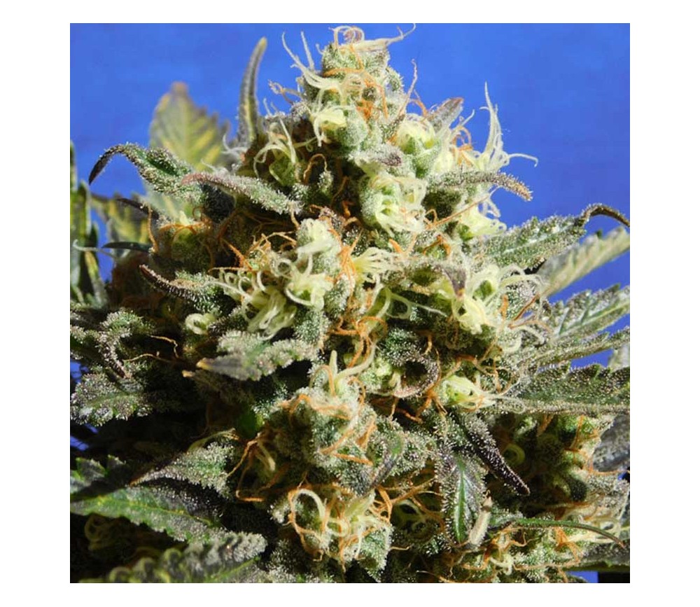 Cherry Alien Auto by Original Sensible Seeds