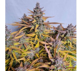 Grape Soda Auto de Original Sensible Seeds