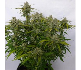 Strawberry Pie Auto by Original Sensible Seeds