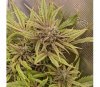 Apple Fritter Auto von Original Sensible Seeds