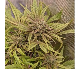 Apple Fritter Auto by Original Sensible Seeds