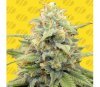 Apple Fritter Auto von Original Sensible Seeds