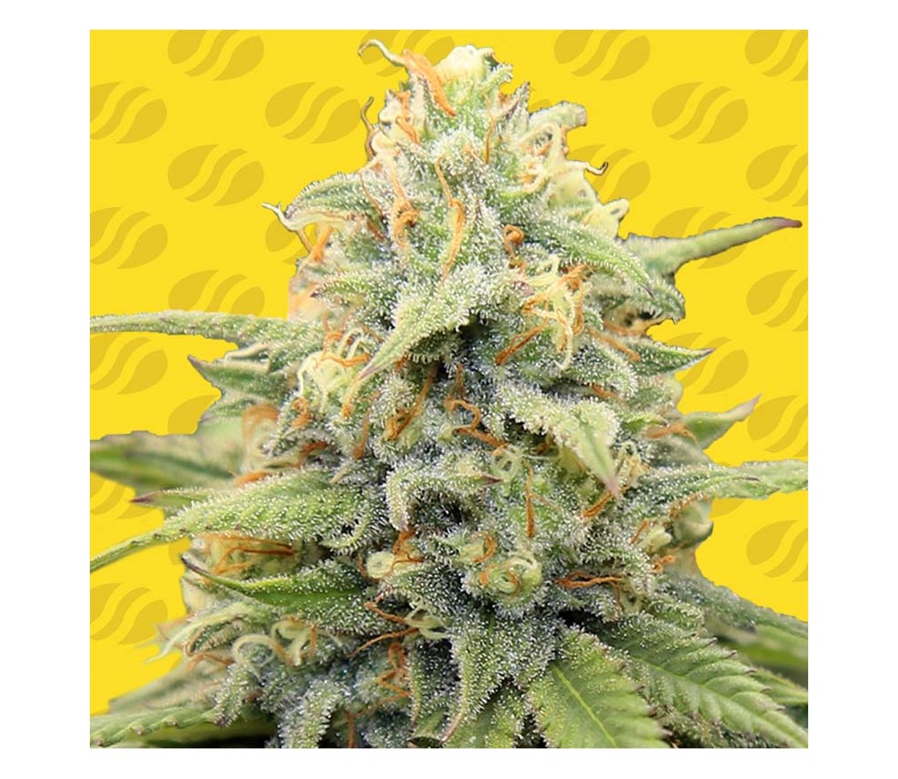 Apple Fritter Auto de Original Sensible Seeds