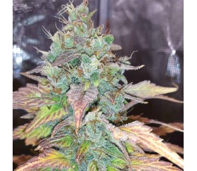 Pink Rozay x Strawberry Banana Auto von Original Sensible Seeds