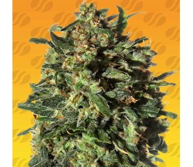 Erdnussbutter OGKB von Original Sensible Seeds