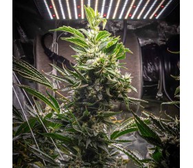 Erdnussbutter OGKB Fast von Original Sensible Seeds