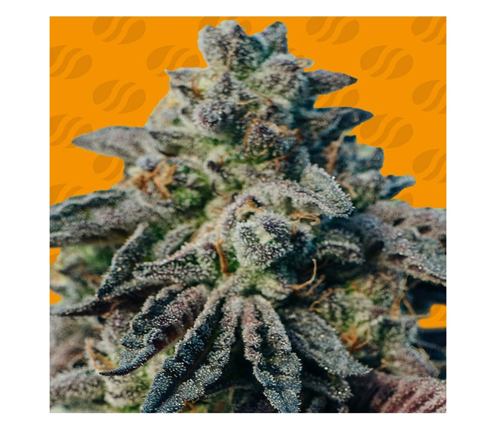 Erdnussbutter OGKB Fast von Original Sensible Seeds