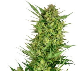 Buttercream Gelato de Sensi Seeds