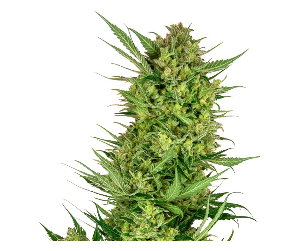 Buttercream Gelato de Sensi Seeds