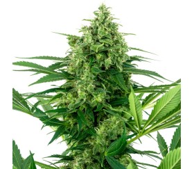 Bananenglasur von Sensi Seeds Reseach