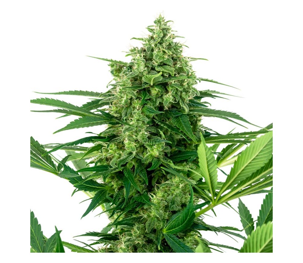 Bananenglasur von Sensi Seeds Reseach