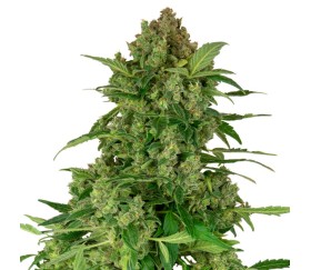 Black Lights CBD Auto de Sensi Seeds Research