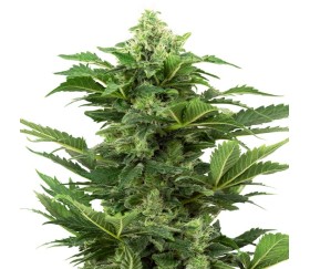 Afghan Pearl CBD Autofloraison par Sensi Seeds Research