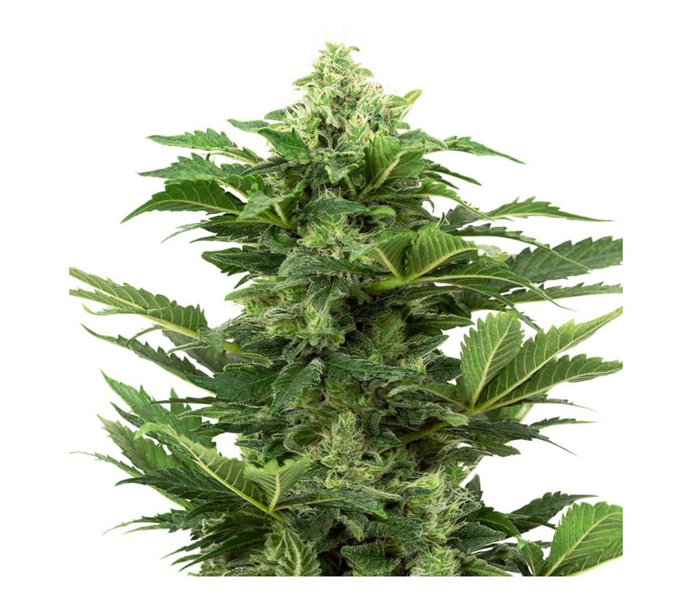 Afghan Pearl CBD Autofloraison par Sensi Seeds Research