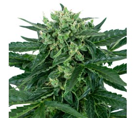 Sensi Amnesia Autoflowering by Sensi Seeds