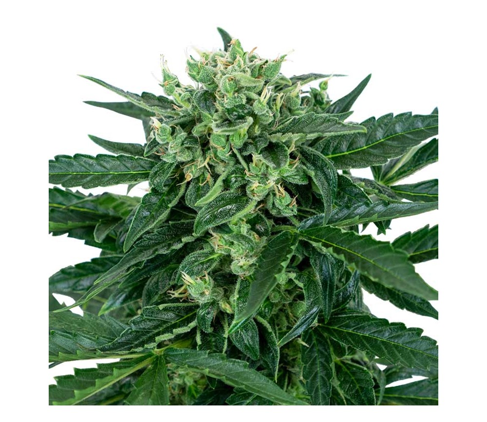 Sensi Amnesia Autoflowering by Sensi Seeds