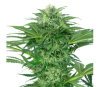 Skunk Dream CBD de Sensi Seeds Research