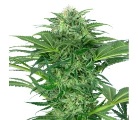 Skunk Dream CBD von Sensi Seeds Forschung