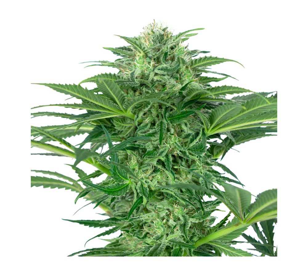 Skunk Dream CBD von Sensi Seeds Forschung