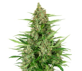 Double Kush Cake Auto by Sensi Seeds Research