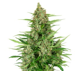 Double Kush Cake Auto de Sensi Seeds Research