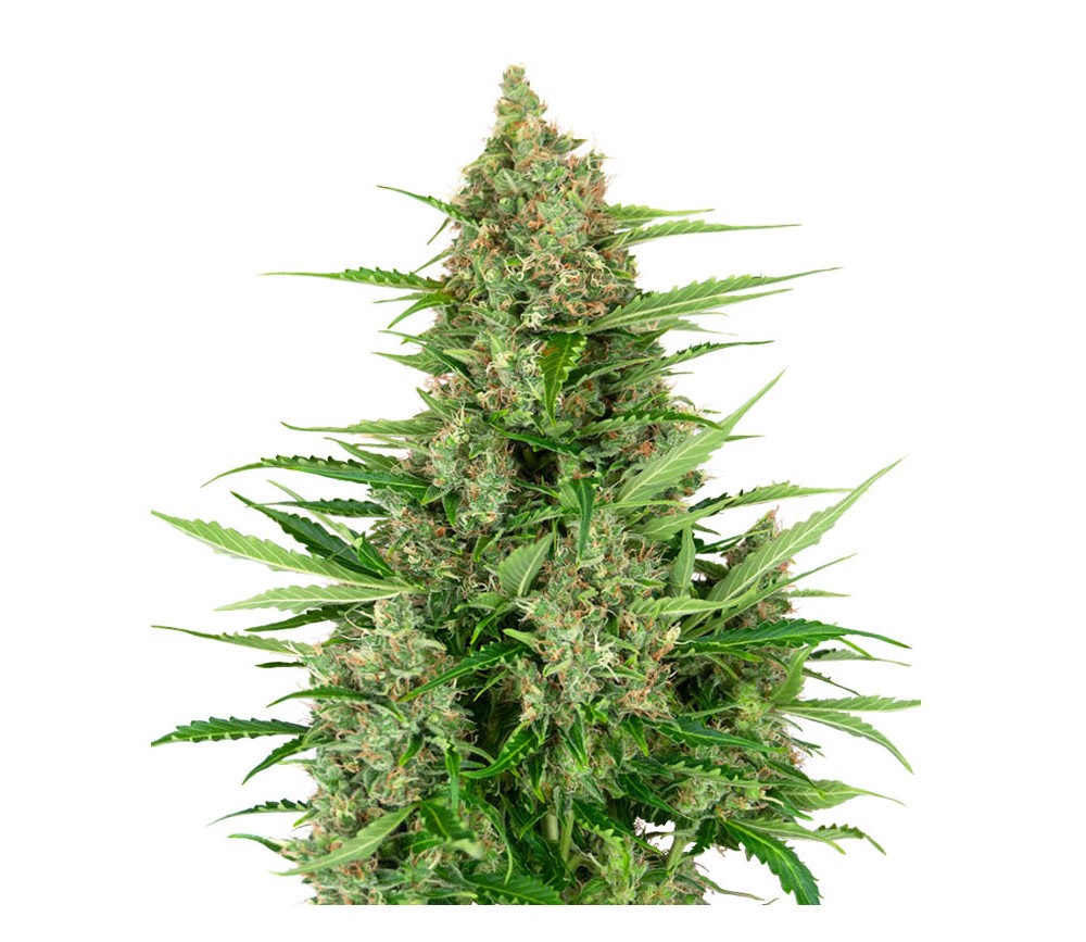 Double Kush Cake Auto von Sensi Seeds Forschung