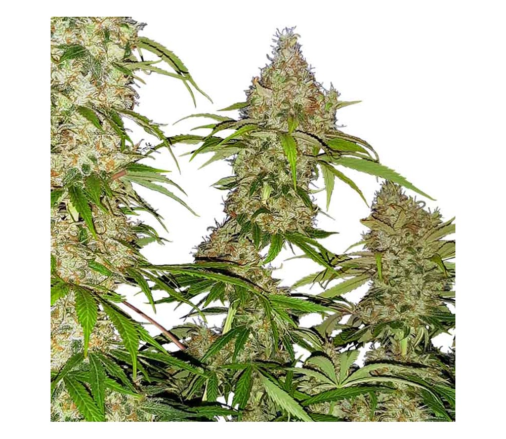 Banana Kush Cake de Sensi Seeds Research