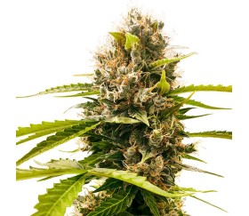 Mandarin Punch de Sensi Seeds Research