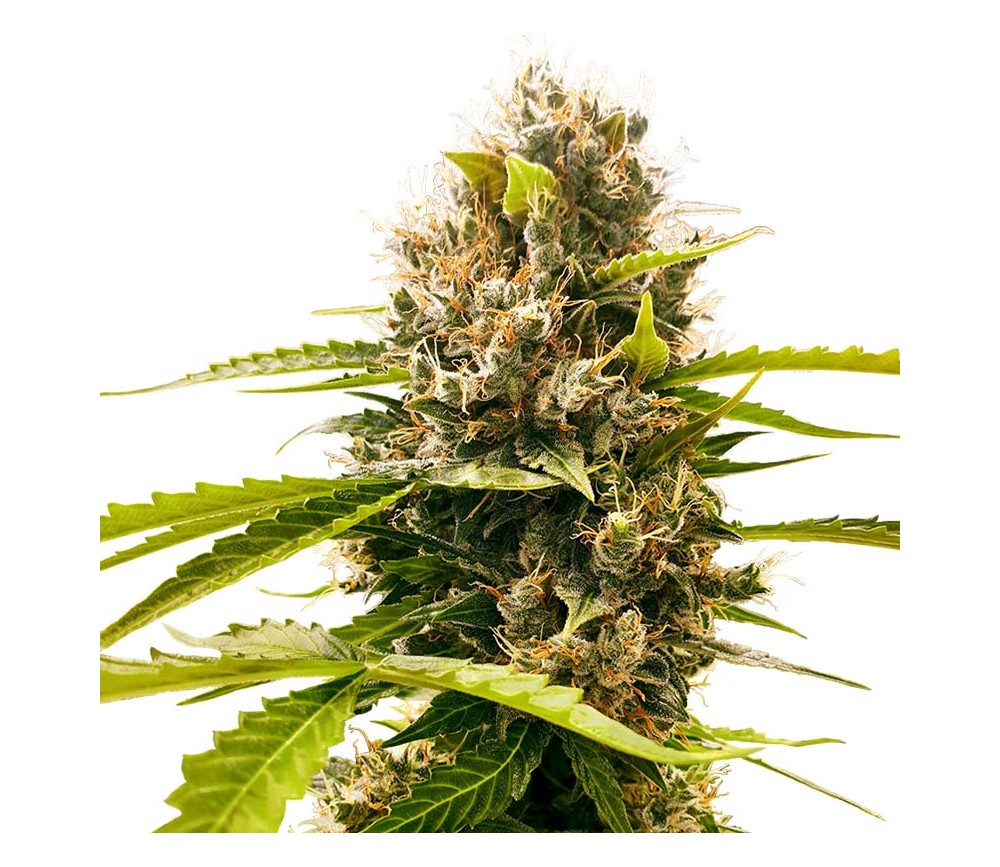 Mandarin Punch de Sensi Seeds Research