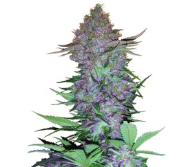 Purple Skunk Auto de Sensi Seeds