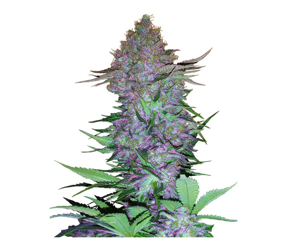 Purple Skunk Auto by Sensi Seeds