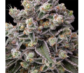 OG Kush de Barney's Farm