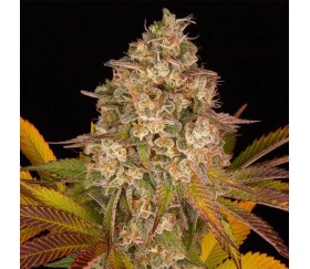 Cookies Kush Auto de Barney’s Farm